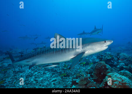 Tiger Shark, Galeocerdo cuvier, Tahiti, French Polynesia Stock Photo