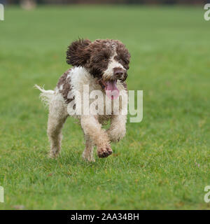 sproodle Stock Photo