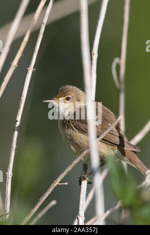 Side view close up of a wild UK reed warbler (Acrocephalus scirpaceus) isolated outdoors perched on water reeds in summer sunshine. Stock Photo