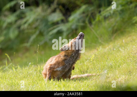 Detailed front view close up, young UK red fox (Vulpes vulpes) isolated in summer countryside, sitting in long grass having a scratch. Low angle view. Stock Photo