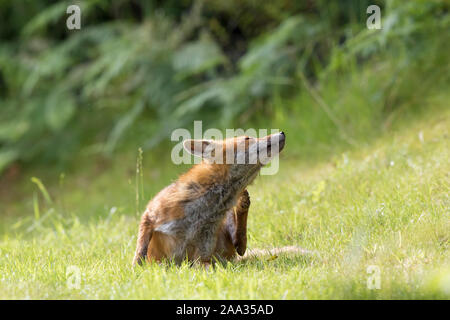 Detailed, front view close up of wild, juvenile, UK red fox (Vulpes vulpes) isolated outdoors in summer, sitting in the long grass, having a scratch. Stock Photo