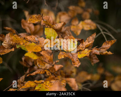 autumn beech leaves Stock Photo