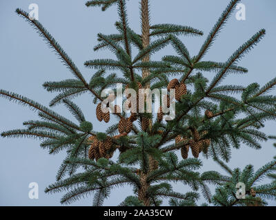 cones on spruce tree Stock Photo