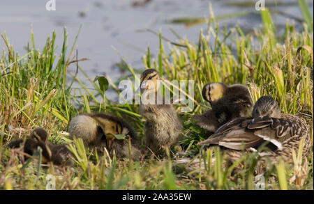 Close up of a female mallard duck (Anas platyrhynchos) sitting down on a UK riverbank in summer sunshine with her family of newborn ducklings. Stock Photo