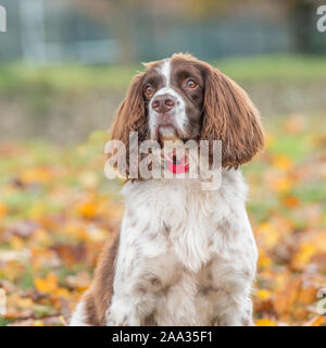 english springer spaniel dog Stock Photo