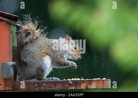 Side view close up, UK grey squirrel (Sciurus carolinensis) isolated outdoors perching on urban garden squirrel feeder box, eating nuts in the rain. Stock Photo