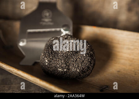 Group of White and Black Truffles, gourmet food from Italy, Fall in Italy, very high quality food. Stock Photo
