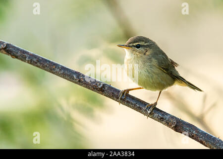 Common Chiffchaff perching on a perch looking into a distance Stock Photo