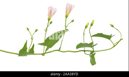 Convolvulus arvensis (field bindweed) flower isolated on a white background Stock Photo