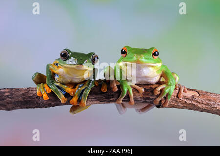 Australian white tree frog and dumpy tree frog on a branch, Indonesia Stock Photo