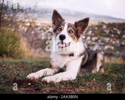 Dog border collie lilac with very beautiful eyes resting calm on the grass with a mountains view Stock Photo