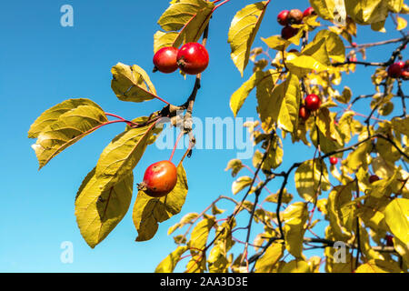 Crab apple tree fruits autumn Stock Photo