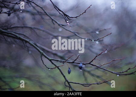 Dried plum fruits on wet branches without leaves in foggy autumn weather. Stock Photo