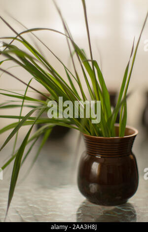 Fresh green grass with thin leaves in a vase on the glass table. Stock Photo