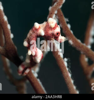 Denise's pygmy seahorse (Hippocampus denise). Underwater macro photography from Romblon, Philippines Stock Photo