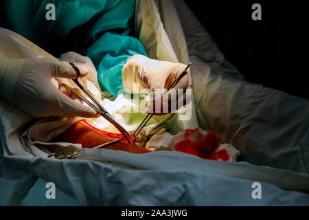 Surgeon using Mayo scissors to cut through tougher tissue in operating room in hospital different surgical tools during the operation close-up Stock Photo