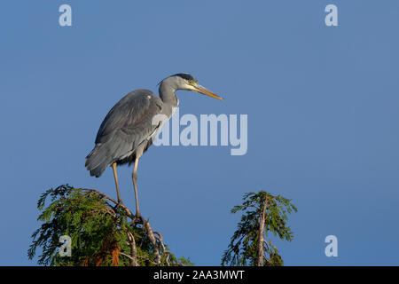 Isolated grey heron bird (Ardea cinerea) standing still statue-like in the morning, autumn sunshine, perched high in the sky on Leylandii treetops. Stock Photo
