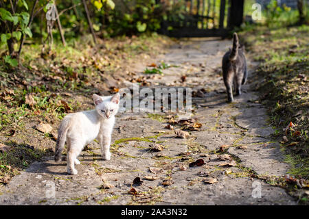 Little kitten first went for a walk with his mom cat, he gets acquainted with the environment and looks sternly with blue eyes.