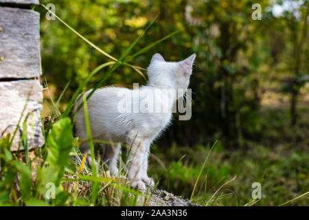 Little kitten the first time went for a walk, it is with interest and curiosity gets acquainted with the world.