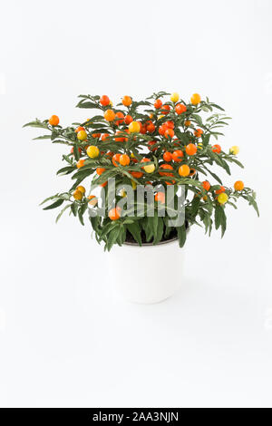 Winter Cherry, Solanum Capsicastrum, plant in white plant pot isolated on white background. Stock Photo