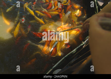 koi carp fish take a food Stock Photo