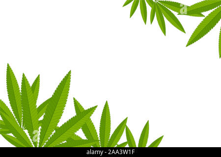 Unfolded hemp branches make up a frame for the inscription on a white background. Stock Photo
