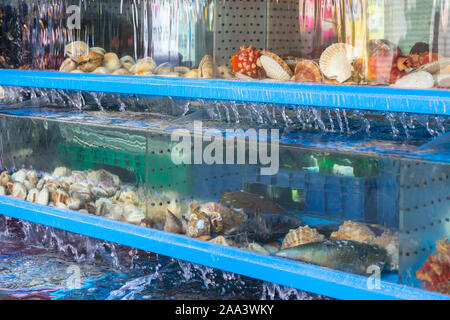 Seafood aquarium in a restaurant for sale. Fresh clams in a seafood restaurant. Shellfishes of different breeds and sizes from the sea. Stock Photo