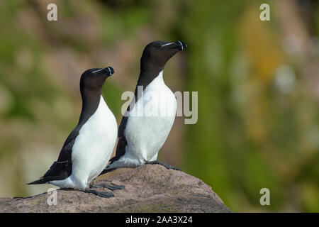 Two Razorbill (Alca torda) standing on rock, Witless bay Ecological Reserve, Newfoundland, Canada Stock Photo