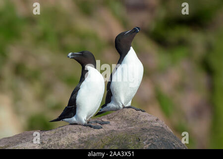 Two Razorbill (Alca torda) standing on rock, Witless bay Ecological Reserve, Newfoundland, Canada Stock Photo