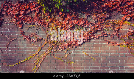 Climbing grape plant with red ivy leaves in fall on the old brick wall. Autumn seasonal background. Vintage toning. Wide banner. Copy space Stock Photo