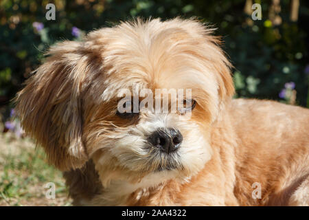 Close up of the head of a Lhasa Apso dog in a garden Stock Photo