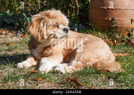 Red store lhasa apso