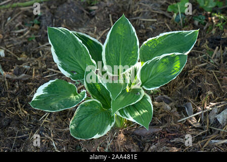 Hosta fortunei 'Francee', young plantain lily plant with strongly veined leaves and a contrasting white marginal border, May Stock Photo