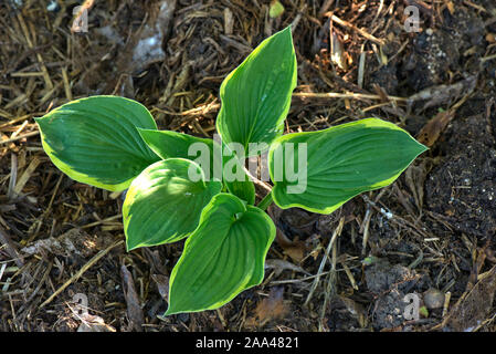 Hosta fortunei 'Aureomarginata', young golden-edged plantain lily plant with strongly veined leaves and a yellow gold marginal border, May Stock Photo