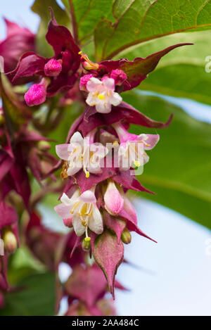 Himalayan honeysuckle (Leycesteria formosa) racemes of white flowers with red purple bracts on a deciduous garden shrub, August Stock Photo