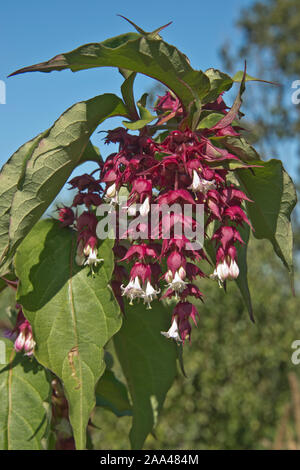 Himalayan honeysuckle (Leycesteria formosa) racemes of white flowers with red purple bracts on a deciduous garden shrub, August Stock Photo