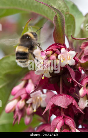 Himalayan honeysuckle (Leycesteria formosa) and a garden bumble bee (Bombus hortorum) visiting flower racemes Stock Photo