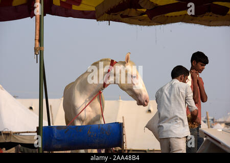 Cattle, Camel and Horse fair, India's greatest tribal gathering, Pushkar Mela is held annually in November from Karthik Ekadashi to Karthik Purnima as Stock Photo