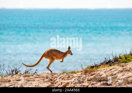 Kangaroo jumping on beach, Australia Stock Photo