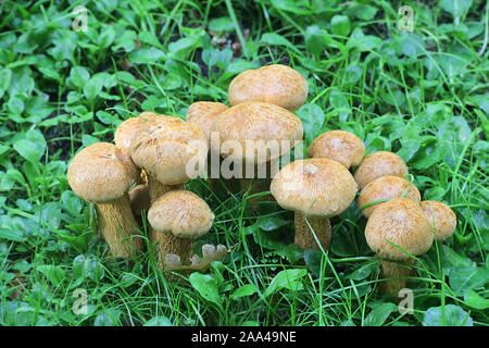 Phaeolepiota aurea, known as golden bootleg or golden cap, wild mushroom from Finland Stock Photo