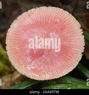 Mycena rosea, known as the rosy bonnet, wild mushroom from Finland Stock Photo