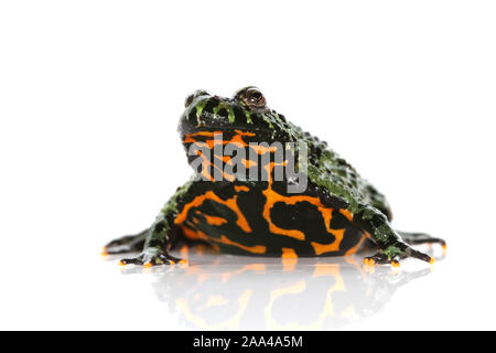 Portrait of an Oriental Fire-bellied Toad Stock Photo