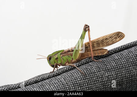 A large green grasshopper sitting on the arm of a chair Stock Photo