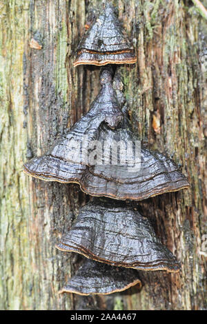 Hymenochaete rubiginosa, known as Oak Curtain Crust, wild fungus from Finland Stock Photo