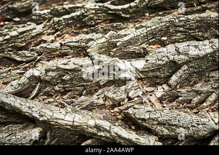 Background of wood, natural texture, preparation for design. Stock Photo