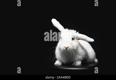 White fluffy rabbit with long ears on black isolated background. Stock Photo
