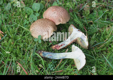 Xerocomellus cisalpinus, formerly considered a form of  Xerocomellus chrysenteron, the red cracking bolete, wild mushroom from Finland Stock Photo