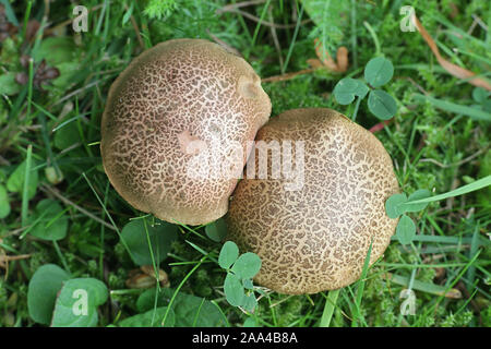 Xerocomellus cisalpinus, formerly considered a form of  Xerocomellus chrysenteron, the red cracking bolete, wild mushrooms from Finland Stock Photo