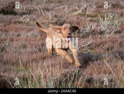 Hunt, Point & Retrieve (HPR) Dogs Stock Photo