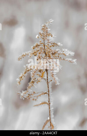 Ice crystals cover a dried goldenrod plant in the winter. Stock Photo